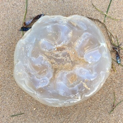 Scyphozoa