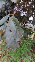 Quercus crassifolia