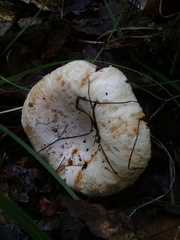 Russula