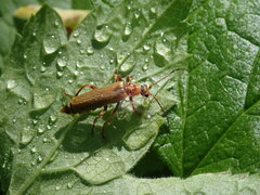 Cantharis