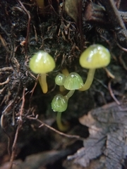 Gliophorus psittacinus