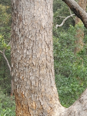 Corymbia eximia
