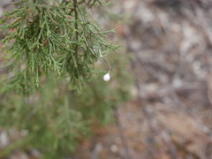 Tamopsis