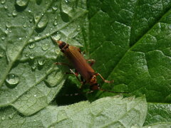 Cantharis
