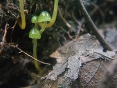 Gliophorus psittacinus