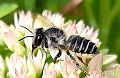 Megachile perihirta
