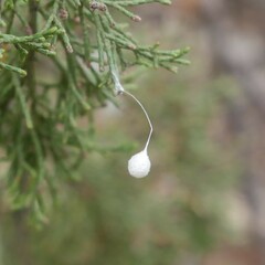Tamopsis