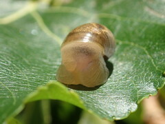 Succineidae