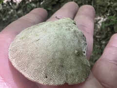 Hapalopilus rutilans