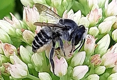 Megachile perihirta