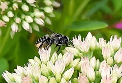 Megachile perihirta