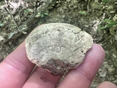 Hapalopilus rutilans