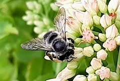 Megachile perihirta