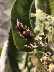 Tetraopes femoratus