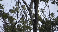 Dryobates pubescens pubescens