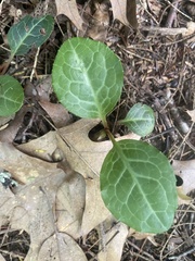 Pyrola americana