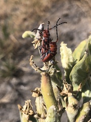 Tetraopes femoratus