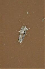Acrolophus piger