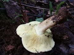 Tricholoma equestre