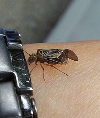 Cerastipsocus venosus