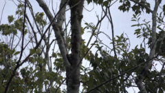 Dryobates pubescens pubescens