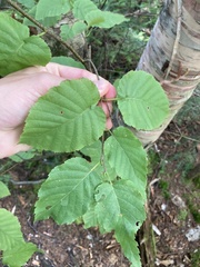 Betula cordifolia