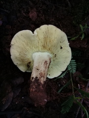 Tricholoma equestre