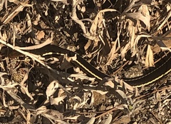 Masticophis lateralis lateralis