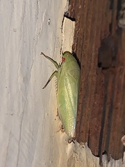 Iassinae