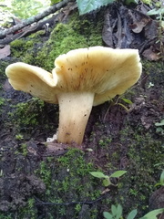 Tricholoma equestre