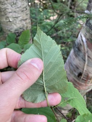 Betula cordifolia