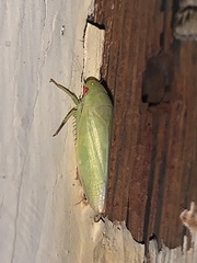 Iassinae