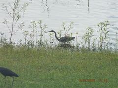 Egretta tricolor