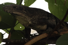 Ctenosaura similis