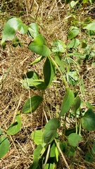 Vincetoxicum nigrum