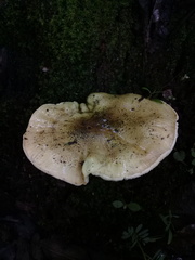 Tricholoma equestre
