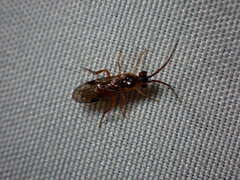 Symphyta