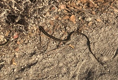 Masticophis lateralis lateralis