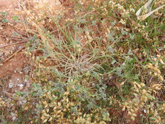 Bupleurum semicompositum