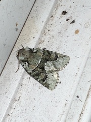 Lacinipolia explicata