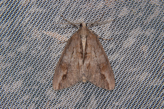 Pseudocoremia lupinata