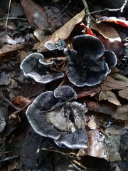 Phellodon niger
