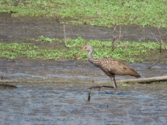 Aramus guarauna
