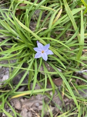 Ipheion