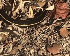 Masticophis lateralis lateralis