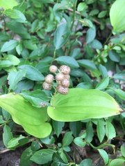 Maianthemum canadense