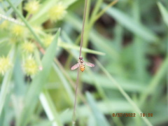 Toxomerus floralis