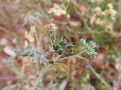 Bupleurum semicompositum