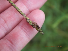 Toxomerus floralis