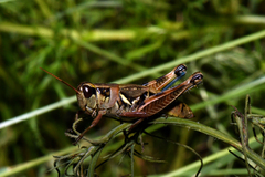 Melanoplini
